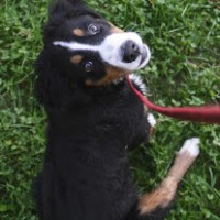 Down the Leash, LLC Logo