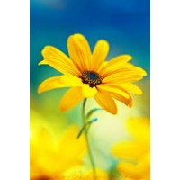 Yellow Flower Marketing Logo