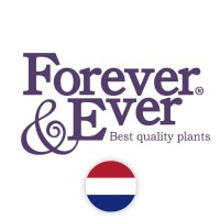 Forever&Ever® Logo