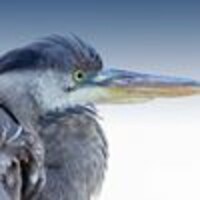 Blue Heron Communications (BHC) Logo