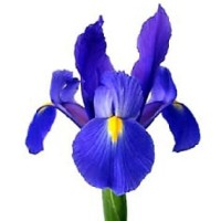 Iris Statistical Computing Logo