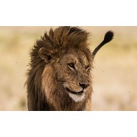 Wild Tanzania Logo