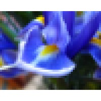 Cornerstone Partners Horticultural Services Company Logo