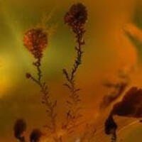 Aarde Werk Coaching Logo