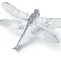 Hazelvine Limited Logo