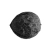 NutCom Services Ltd. Logo