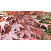 The National Agency Logo