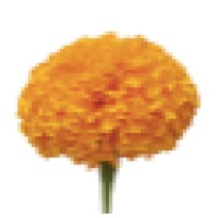 Marigold Consultants AB Logo