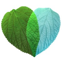 Accounting Heart Logo