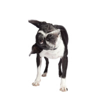 Meems Inc. Logo