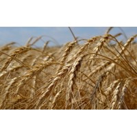 Pines and Apples Logo