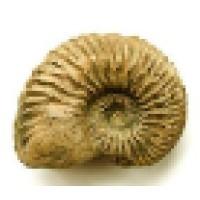 CORDATUM ASSOCIATES LIMITED Logo