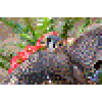 Sparrowhawk Consulting Logo
