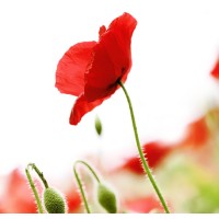 Agape Hospice & Palliative Care Logo