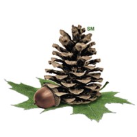 Molpus Woodlands Group Logo