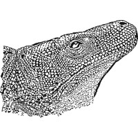 Komodo Services Ltd. Logo