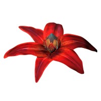 Luc Petit CREATION Logo