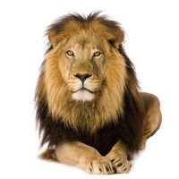 Lion Solutions Group LLC Logo