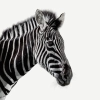 Investec Wealth & Investment UK Logo