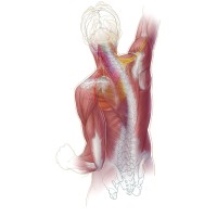 Manual Concepts: Providing Higher Education for Physiotherapists around the world Logo