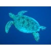 Stirling Advisory Limited Logo