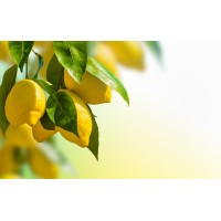 SoCal Real Estate Logo