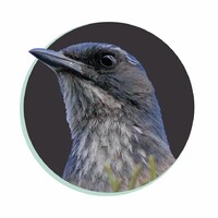 Treebird Branding Logo