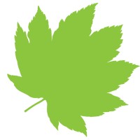Vine Maple Design Logo