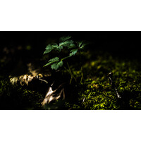 S&A Productions Logo