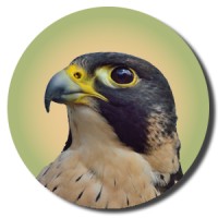 XGDFalcon LLC Logo