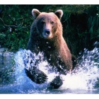 SwiftBears Software Logo