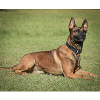 US K9 Unlimited, Inc. Logo