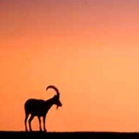 מן השדה من الطبيعة Logo