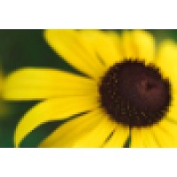 The Sunflower Logo