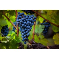 La Pascuala S.A. Logo