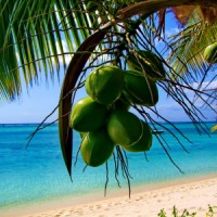 Coconut Shade Beach Resort Logo