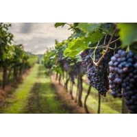 Finca las Nubes Logo