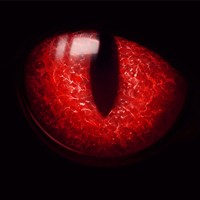 Red Eye Risk Management Logo