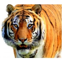 Valley Springs High School Logo