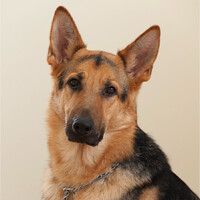 Pre-Trial Solutions, Inc. Logo