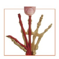 ANATOMY IN CLAY® Learning System Logo