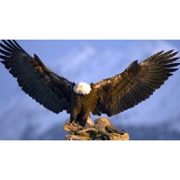 Pisgah High School Logo