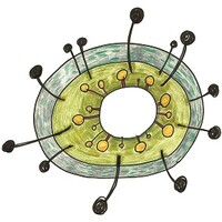 Leanganook Yarn Logo