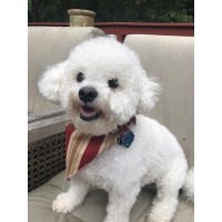 Little White Dog inc Logo