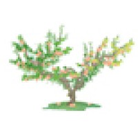 Peachtree Resources Logo
