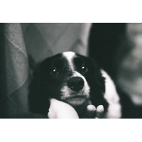 Analog Photography | ruu.lv Logo