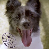 Hartolan kunta / Municipality of Hartola Logo