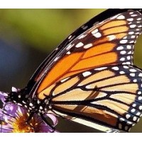 Metamorphosis-3 Logo