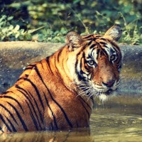Ranthambhore National Park Logo