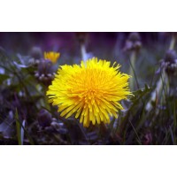 Dandelion Careers Logo